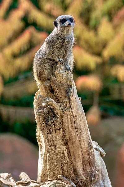 Çöl faresi, suricate (Suricata suricatta)