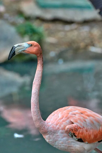 Büyük Flamingo Phoenicopterus Gülü — Stok fotoğraf