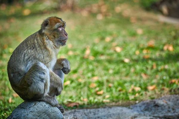 Macaco Berberiscos Magota Macaca Sylvanus — Foto de Stock