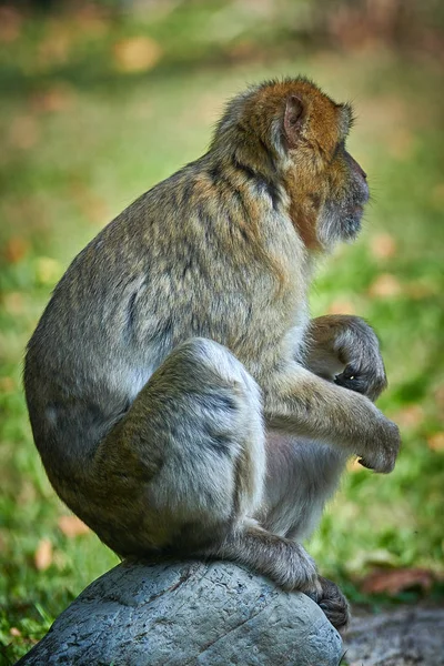Macaque Barbare Magot Macaca Sylvanus — Photo