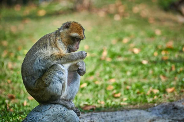 Barbary Macaque Magot Macaca Sylvanus — Stock fotografie
