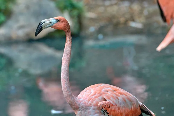 Büyük Flamingo Phoenicopterus Gülü — Stok fotoğraf