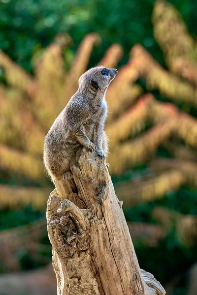 Meerkat Suricata Suricatta — 图库照片