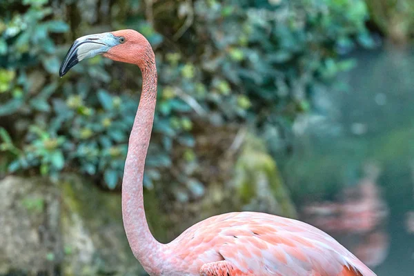 Büyük Flamingo Phoenicopterus Gülü — Stok fotoğraf