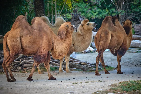 Cammello Battriano Camelus Bactrianus — Foto Stock