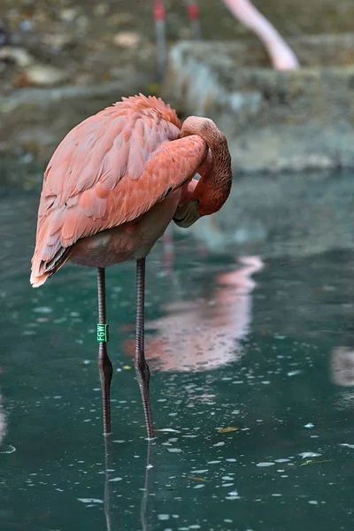 Büyük Flamingo Phoenicopterus Gülü — Stok fotoğraf