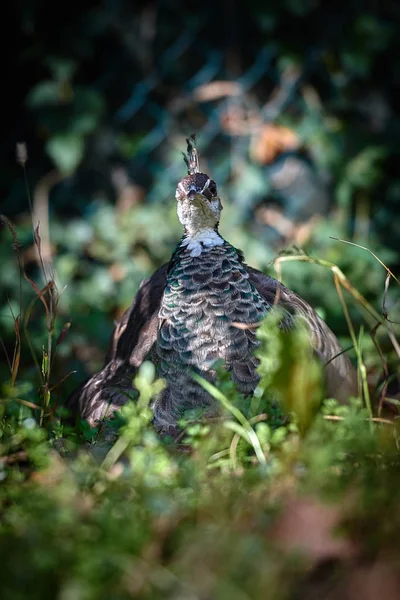 Peafowl Hierba — Foto de Stock