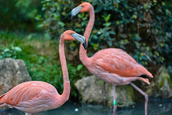 Mayor Flamenco Phoenicopterus Roseus — Foto de Stock