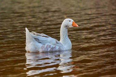 Bir su birikintisi veya bokeh arka plan ile göl yanında kaz standı