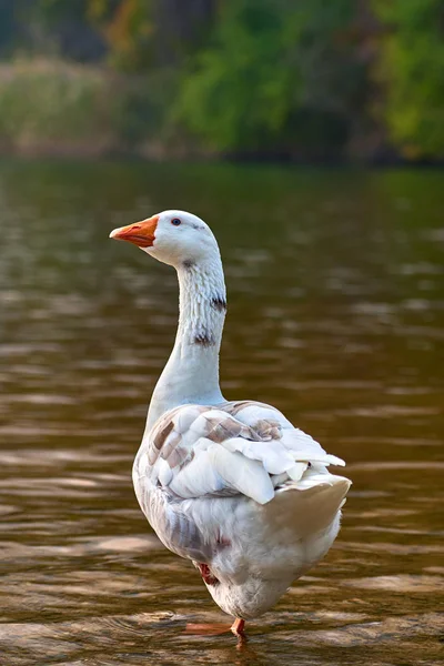 Soporte Ganso Junto Estanque Lago Con Fondo Bokeh — Foto de Stock