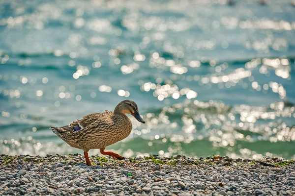 Enten Stehen Neben Einem Teich Oder See Mit Bokeh Hintergrund — Stockfoto