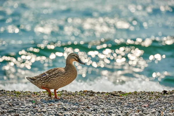 Enten Stehen Neben Einem Teich Oder See Mit Bokeh Hintergrund — Stockfoto