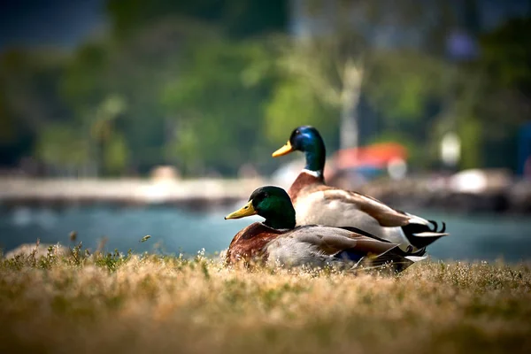 Entenstand Neben Einem Teich Oder See Mit Bokeh Hintergrund Selektiver — Stockfoto