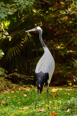 Kırmızı taç vinç (Grus japonensis)
