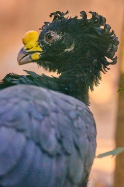 büyük curassow (Crax rubra)
