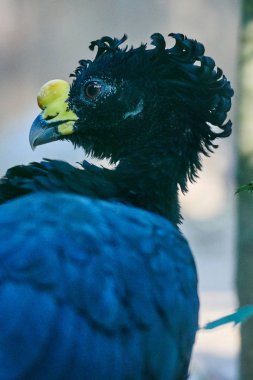 büyük curassow (Crax rubra)