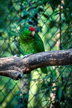 Amerika papağanı papağan yakın çekim