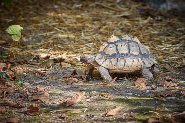 Afrika mahmuzlu kaplumbağası (centrochelys sulcata)