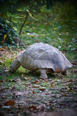 Afrika mahmuzlu kaplumbağası (centrochelys sulcata)