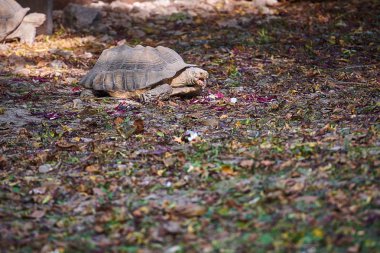 Afrika mahmuzlu kaplumbağası (centrochelys sulcata)