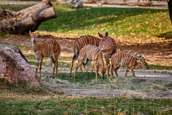 Antilope Femelle Nowland Nyala Tragelaphus Angasii — Photo