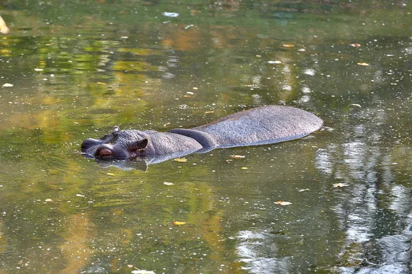 Hipopótamo Hippopotamus Amphibius Agua —  Fotos de Stock