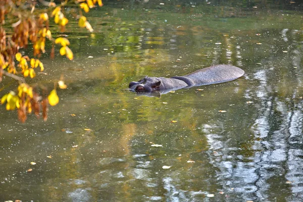 Hipopótamo Hippopotamus Amphibius Agua —  Fotos de Stock