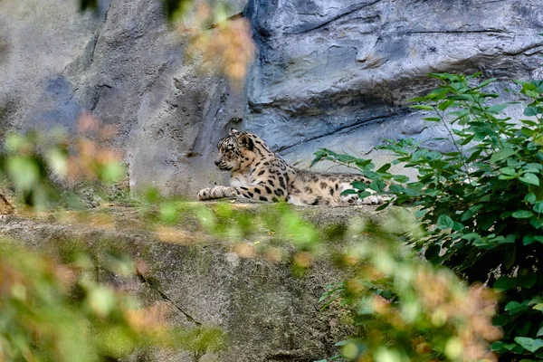 Snow Leopard Nebo Unce Panthera Uncia — Stock fotografie