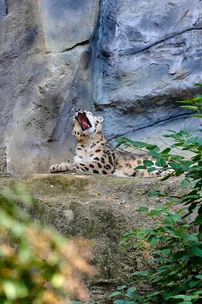 Snow Leopard Nebo Unce Panthera Uncia — Stock fotografie