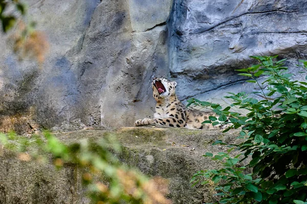 Snow Leopard Nebo Unce Panthera Uncia — Stock fotografie