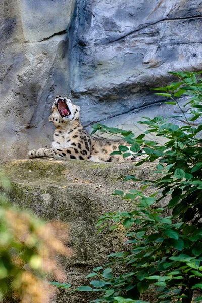 Snow Leopard Nebo Unce Panthera Uncia — Stock fotografie