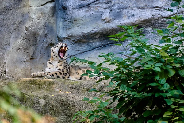 Snow Leopard Nebo Unce Panthera Uncia — Stock fotografie