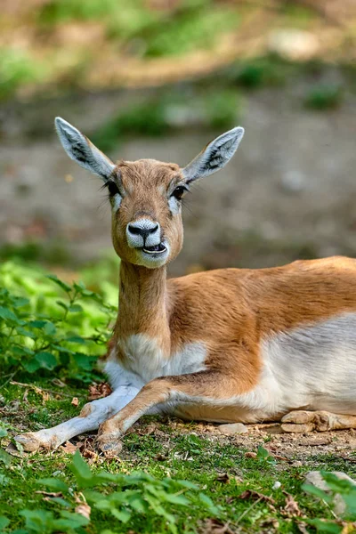 Schwarzbockantilope Antilope Cervicapra — Stockfoto