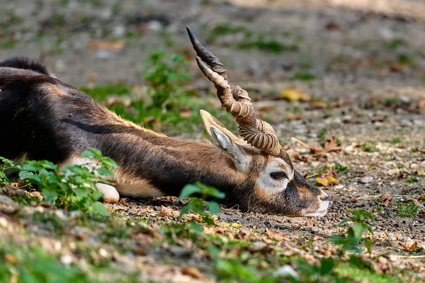 Schwarzbockantilope Antilope Cervicapra — Stockfoto