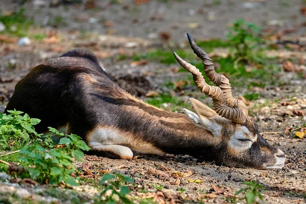 Schwarzbockantilope Antilope Cervicapra — Stockfoto