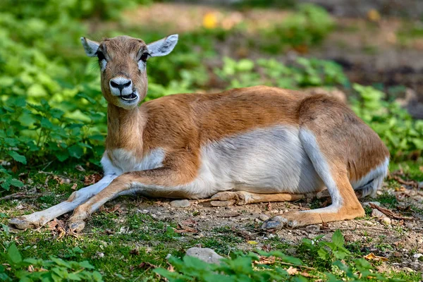 Schwarzbockantilope Antilope Cervicapra — Stockfoto