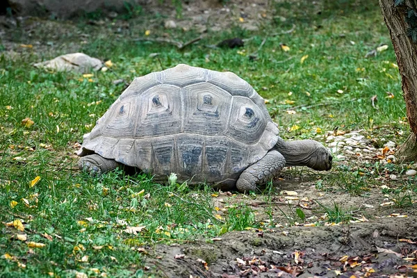 Aldabra Giant Tortoise Aldabrachelys Gigantea — стокове фото