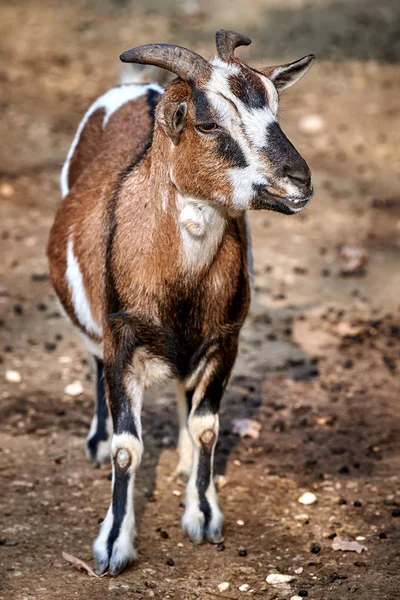 Бытовая Коза Capra Aegagrus Hircus — стоковое фото