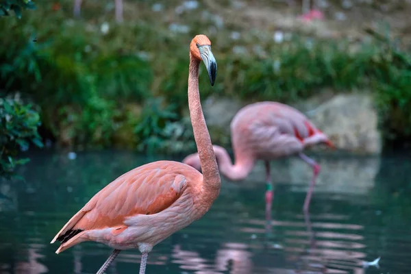 Den Större Flamingo Phoenicopterus Roseus — Stockfoto
