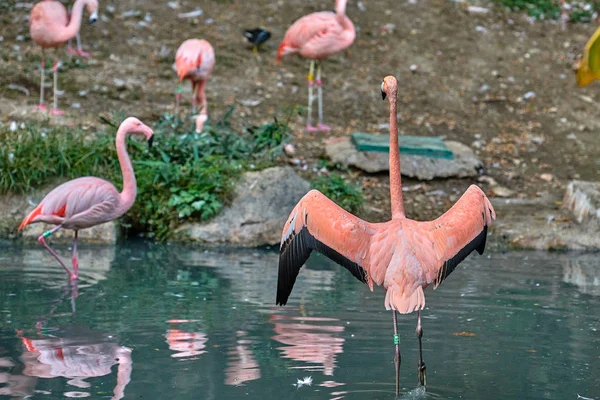 Büyük Flamingo Phoenicopterus Gülü — Stok fotoğraf