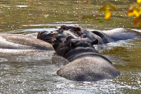 Hipopótamo Hippopotamus Amphibius Agua —  Fotos de Stock