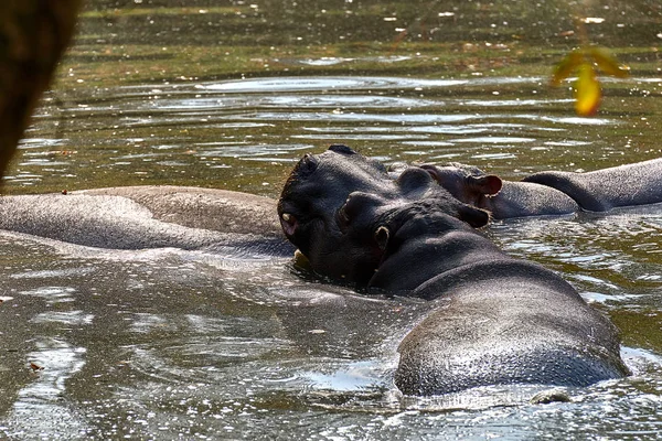 Hipopótamo Hippopotamus Amphibius Agua —  Fotos de Stock