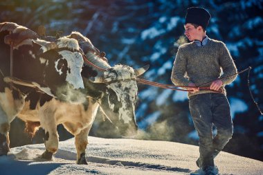 Vama, Romanya -26 Ocak 2018: ağaç kış döneminde çekmek için Romen oduncular onun iki öküz rehberlik