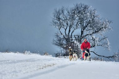 Tusnad, Romanya - 28 Ocak 2017: ücretsiz köpek kızağı yarış yarışma köpekleri ile katılan kimliği belirsiz adam. Üzerinde 30 Ocak 2017 Tusnad, Romanya