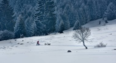 Tusnad, Romanya - 28 Ocak 2017: ücretsiz köpek kızağı yarış yarışma köpekleri ile katılan kimliği belirsiz adam. Üzerinde 30 Ocak 2017 Tusnad, Romanya