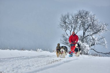 Tusnad, Romanya - 28 Ocak 2017: ücretsiz köpek kızağı yarış yarışma köpekleri ile katılan kimliği belirsiz adam. Üzerinde 30 Ocak 2017 Tusnad, Romanya