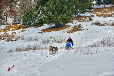 Tusnad, Romanya - 28 Ocak 2017: ücretsiz köpek kızağı yarış yarışma köpekleri ile katılan kimliği belirsiz adam. Üzerinde 30 Ocak 2017 Tusnad, Romanya