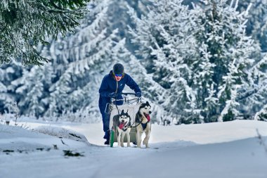Tusnad, Romanya - 28 Ocak 2017: ücretsiz köpek kızağı yarış yarışma köpekleri ile katılan kimliği belirsiz adam. Üzerinde 30 Ocak 2017 Tusnad, Romanya