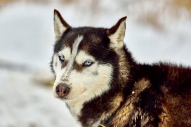 Sibirya ah Malamute, Husky köpek açık havada. Alaskan Malamute köpek doğada portresi. Yakın çekim.