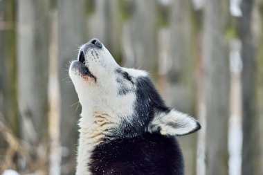 Sibirya ah Malamute, Husky köpek açık havada. Alaskan Malamute köpek doğada portresi. Yakın çekim.